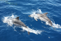 Dolphins swimming in the ionian sea